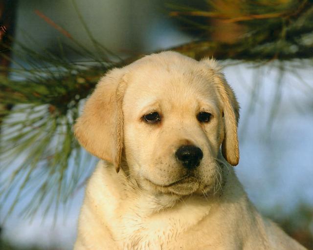 dog_381