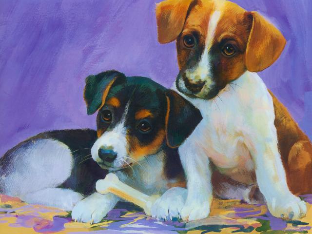 dog_397
