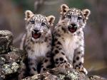 Leopard_13