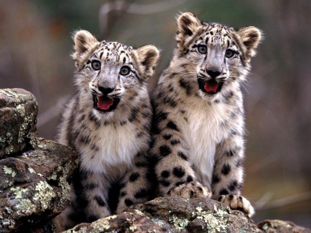 Leopard_13