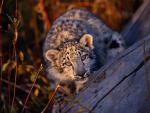 Leopard_14