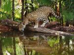 Jaguar_07