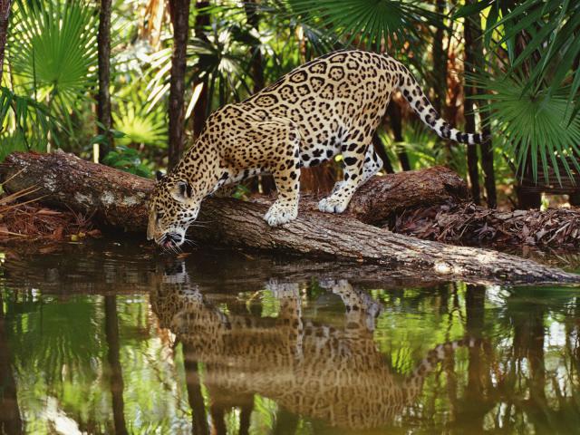 Jaguar_07