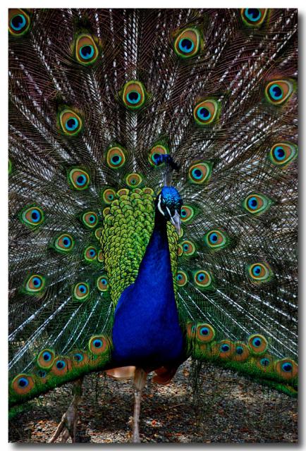 Peacock