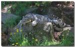 SnowLeopard