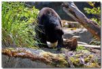 SunBear
