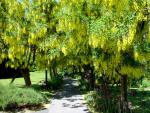 tree_160