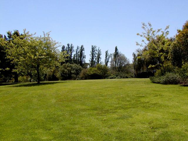 tree_164