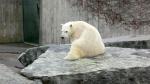Animals_132
