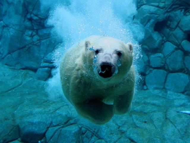 Animals_133