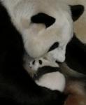 Animals_139