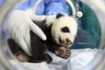 Animals_142