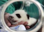 Animals_146