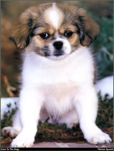 Tibetan_Spaniel_01