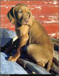 Vizsla_01