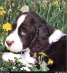 Springer_Spaniel_01