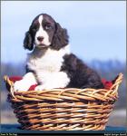 Springer_Spaniel_03