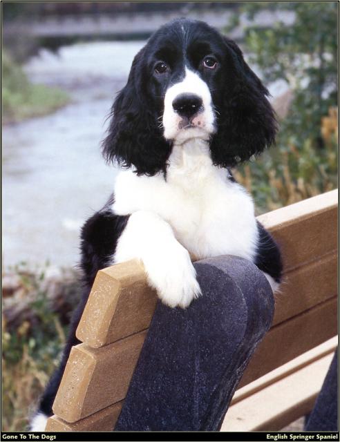Springer_Spaniel_04