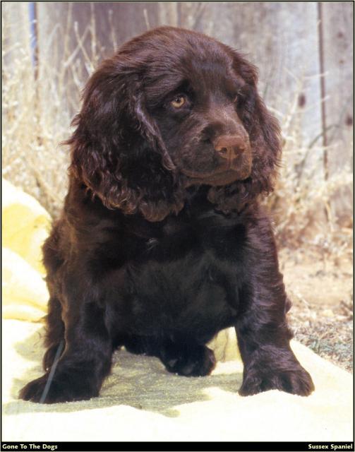 Sussex_Spaniel_01