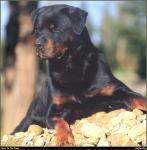 Rottweiler_01