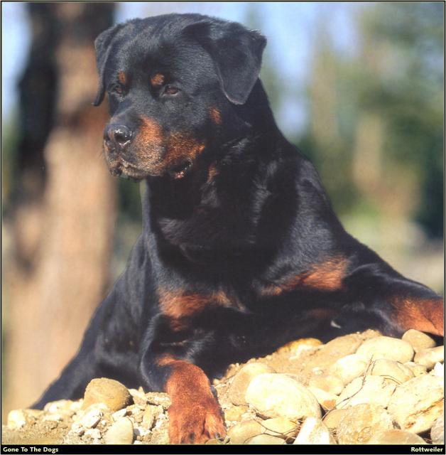 Rottweiler_01