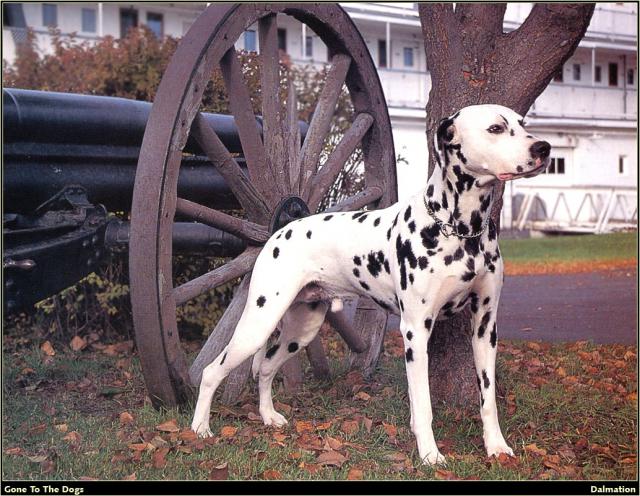 Dalmation_02