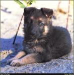 German_Shepherd_02