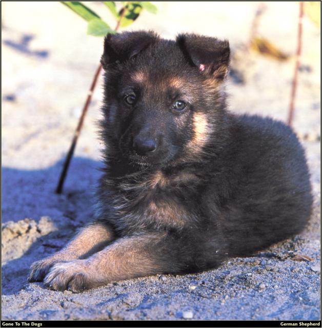 German_Shepherd_02