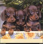 Dachshund_01
