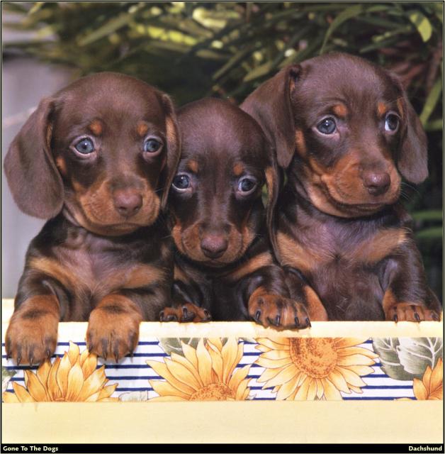 Dachshund_01