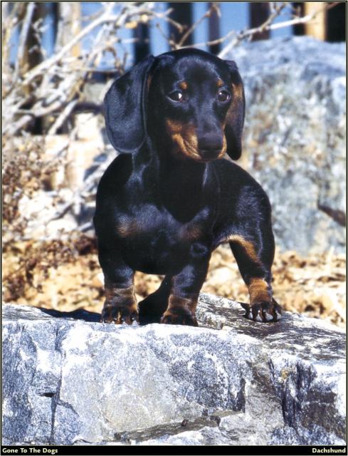 Dachshund_02