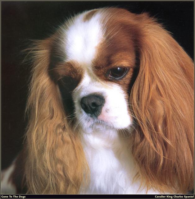 dog_405
