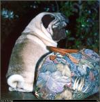 Pug_01