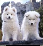 Samoyed_01