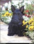 Scottish_Terrier_01