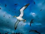 Birds_024