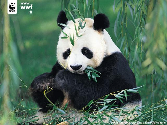 Animals_158