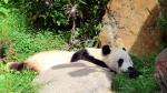 Animals_160