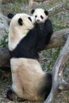 Animals_162