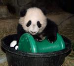 Animals_163