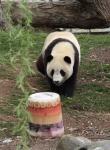 Animals_164