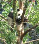 Animals_165