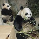 Animals_166