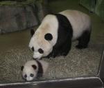 Animals_167