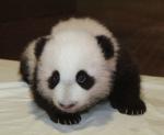 Animals_168