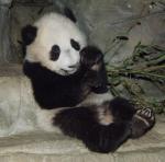 Animals_169