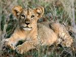 African_Lion_Cub2