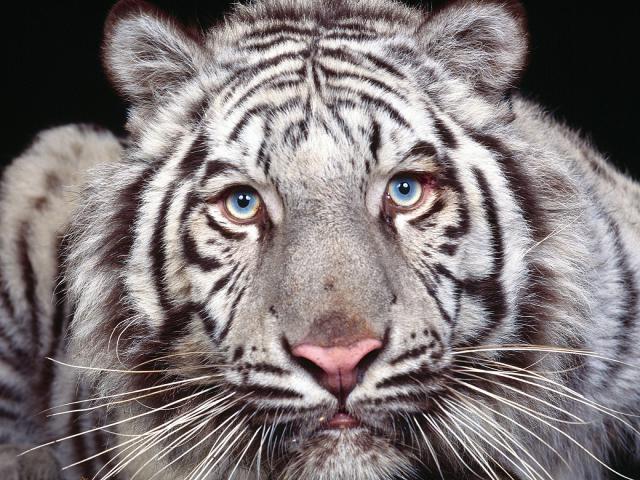 Captivating_Eyes