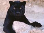Leopard_15