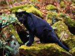 Leopard_16